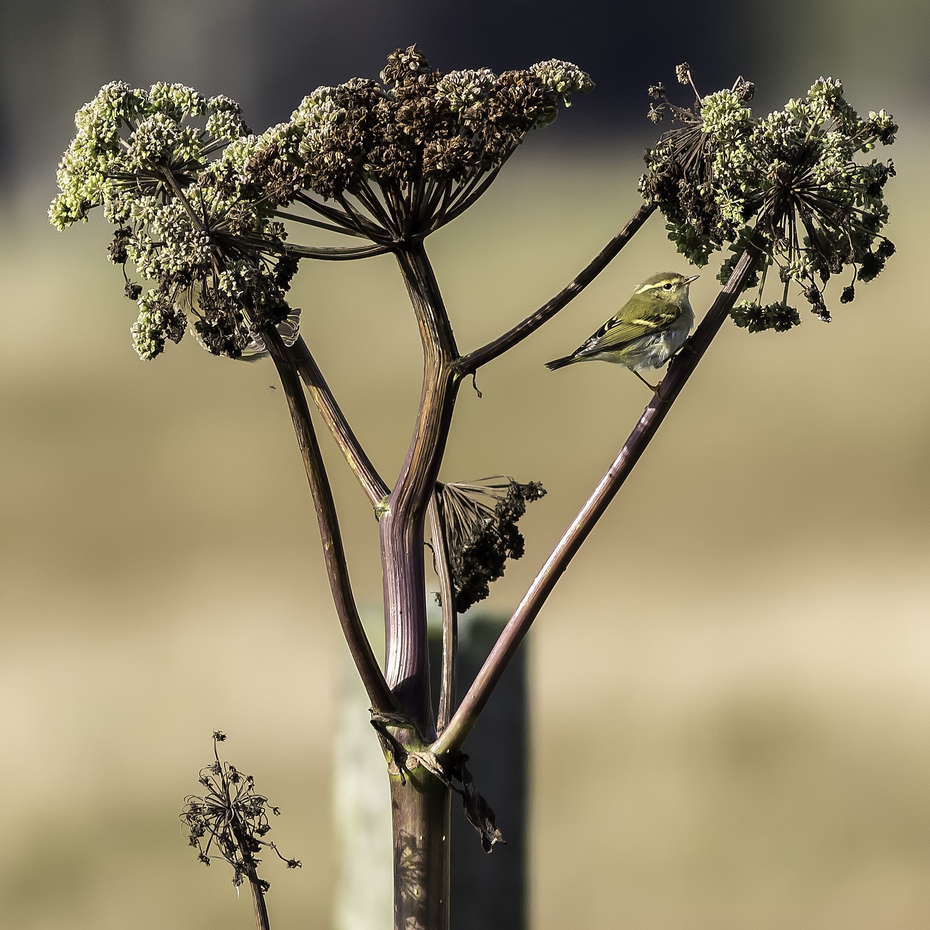 Yellow-browed Warbler (1 of 26)