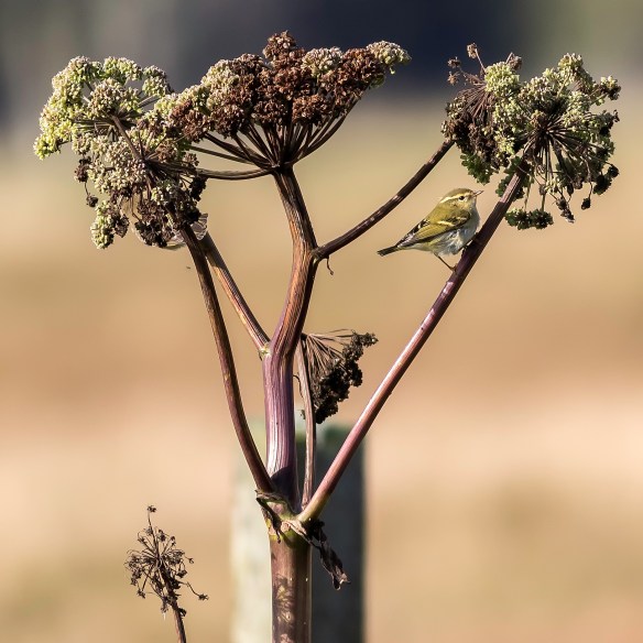 Yellow-browed Warbler (1 of 26)