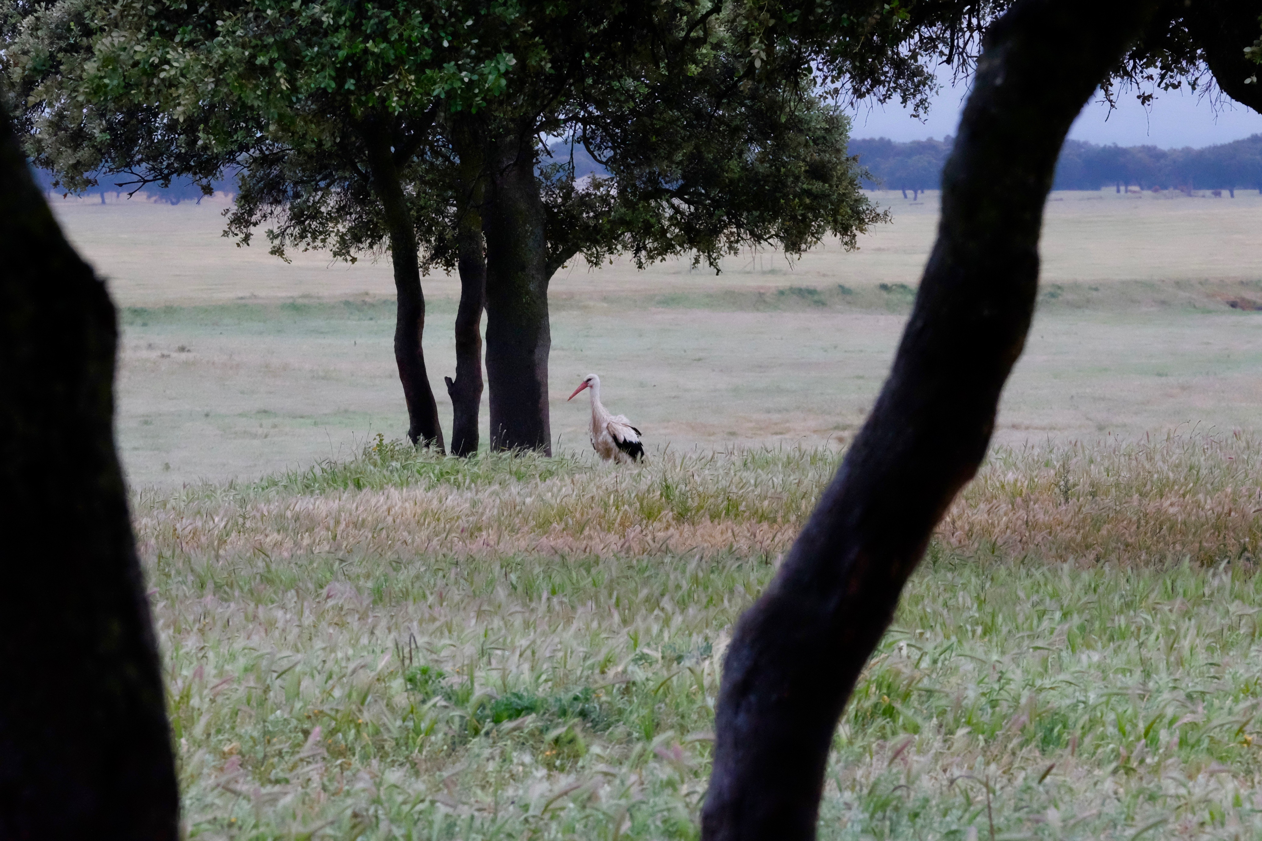Extremadura, Spain 2017 04