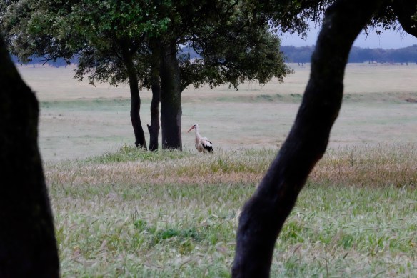 Extremadura, Spain 2017 04