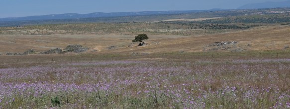 Extremadura, Spain 2017 04