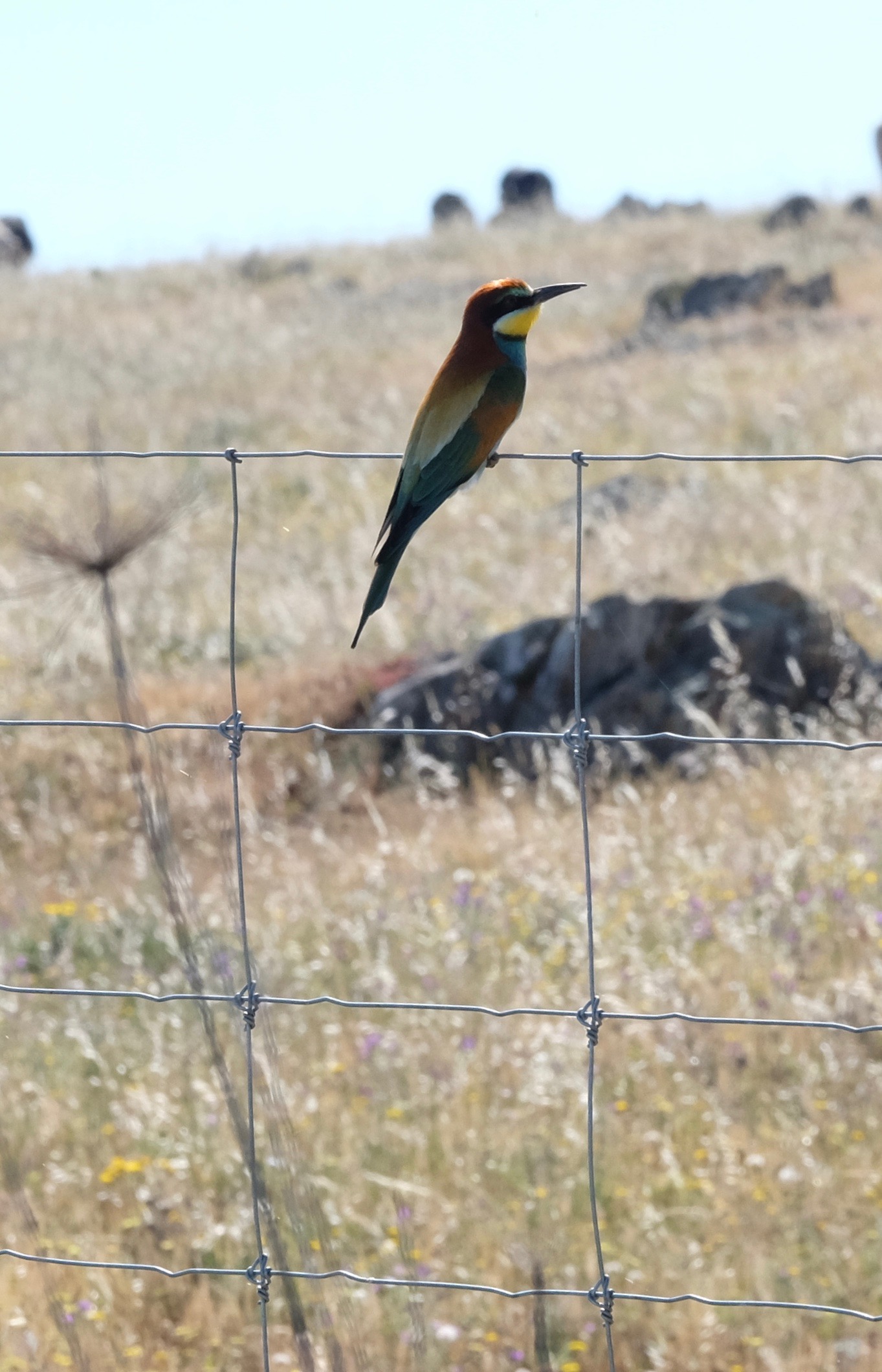 Extremadura, Spain 2017 04