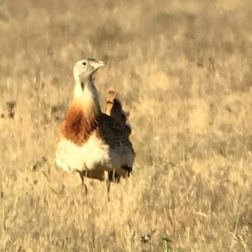 2017 04 Extremadura Andy's photos